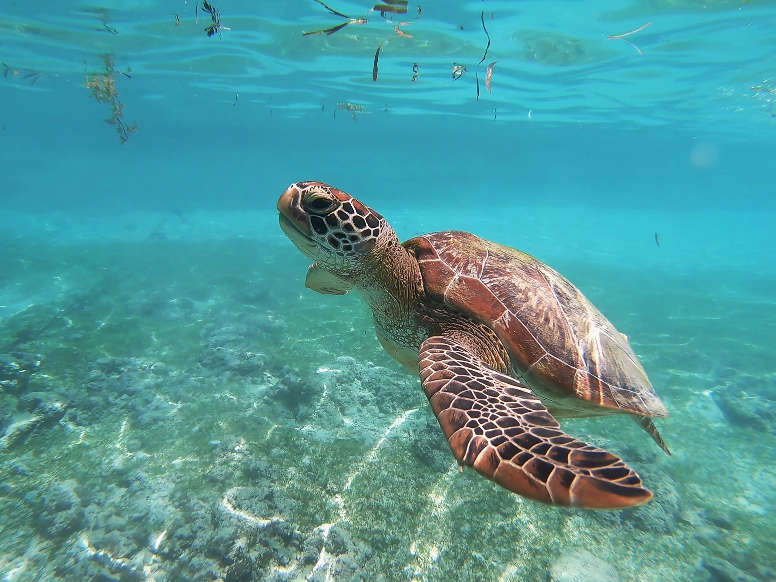 sea turtles snorkeling at byron bay