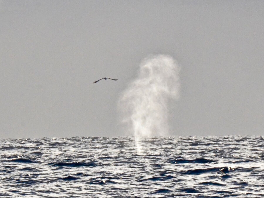 Whale watching Gold Coast Tweed Heads