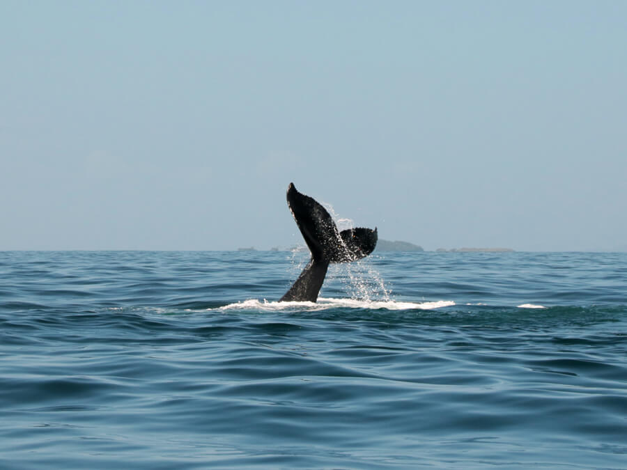 Cooly Eco Adventures - Whale watching Gold Coast Tweed Heads