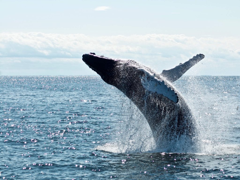 Whale watching Gold Coast - Whale breaching