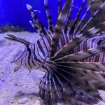 Lion Fish – Swim with turtles Gold Coast