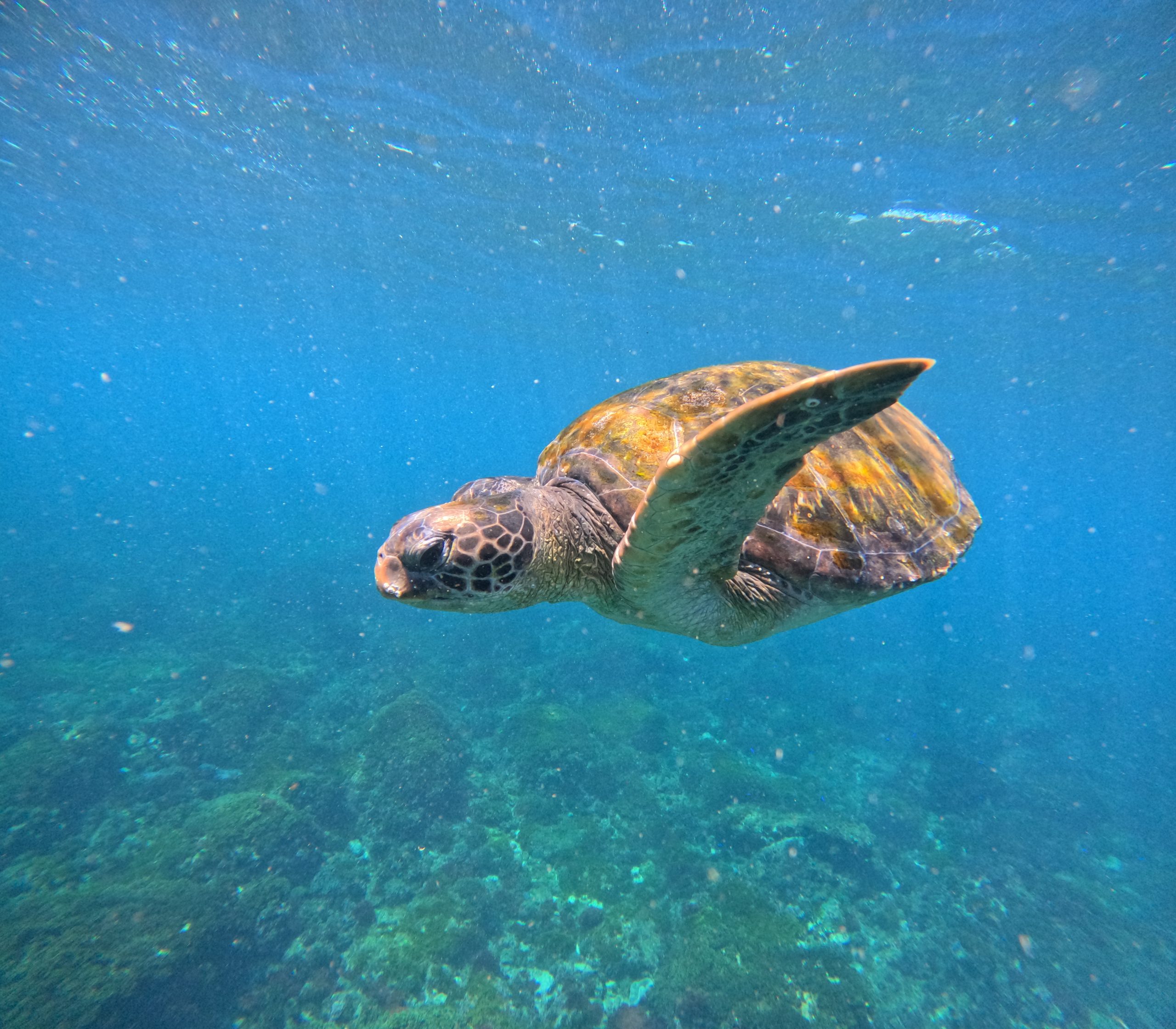 turtles in Gold Coast
