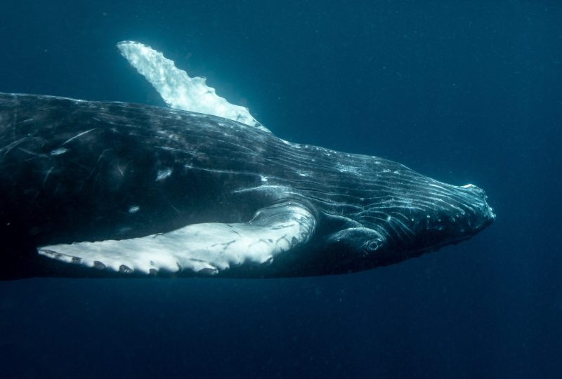 swim with humpback whales cooly eco adventures