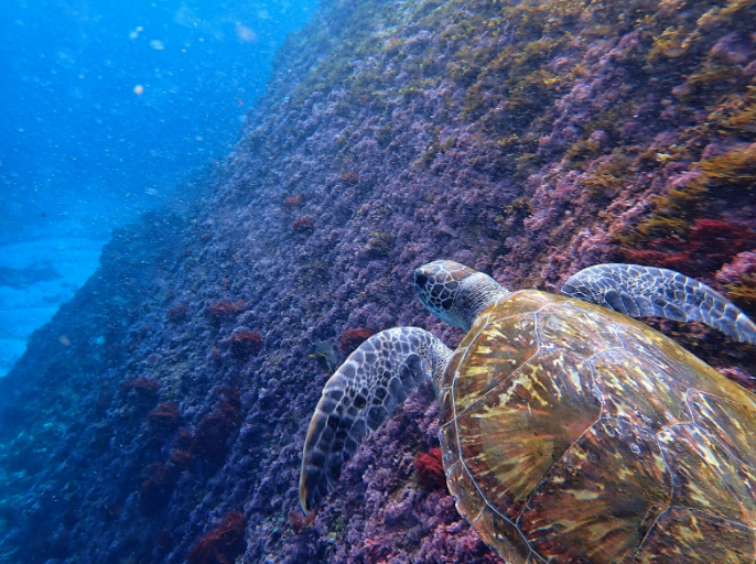 Turtle - Exploring the Underwater Paradise of Cook Island